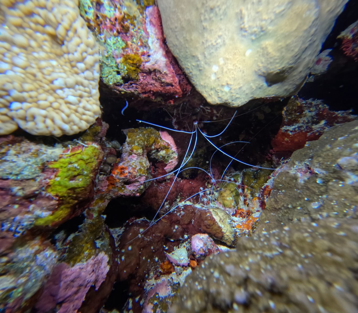 Gebänderte Scherengarnele