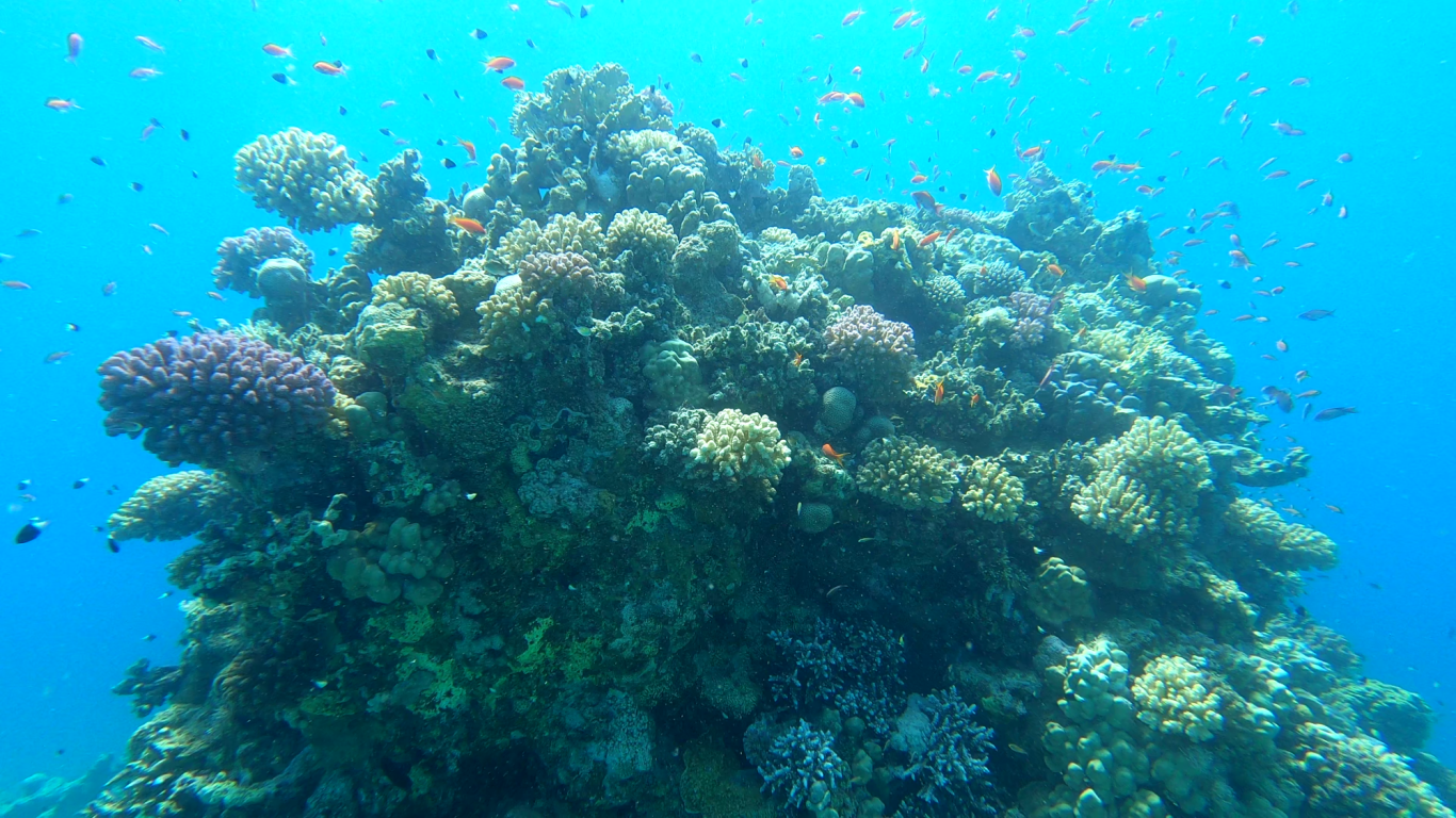 Pinnacle mit Korallen