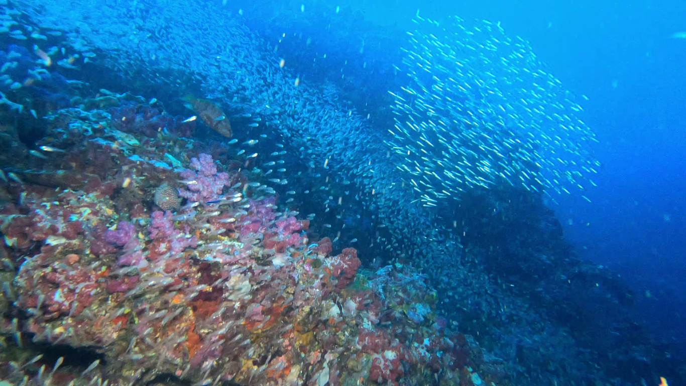 Riff voller Leben