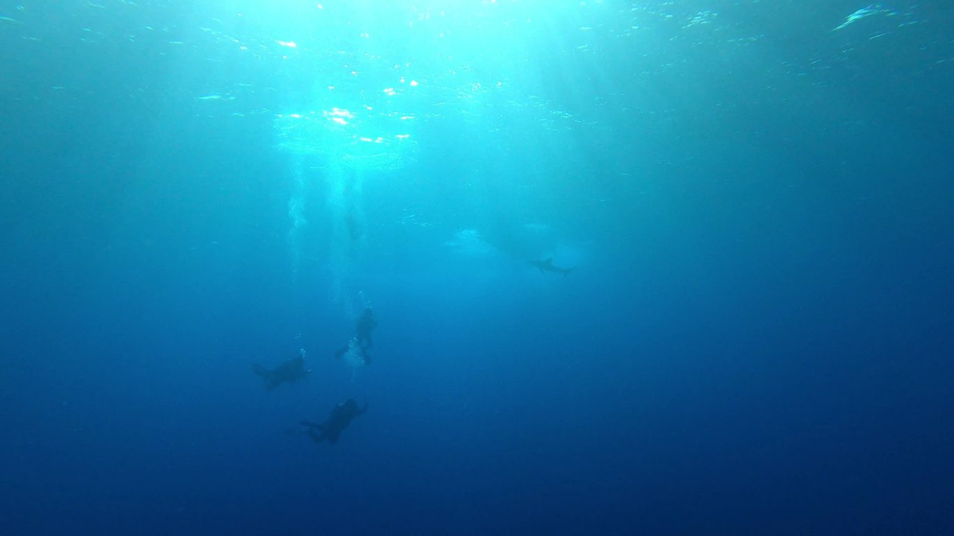 Gruppe Taucher mit Hai