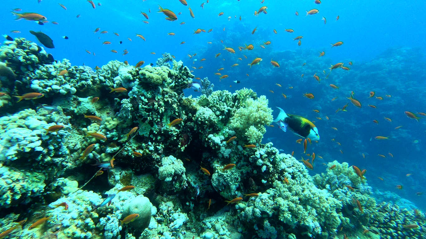 Stülpmaullippfisch bei Gota Abu Dabab 5