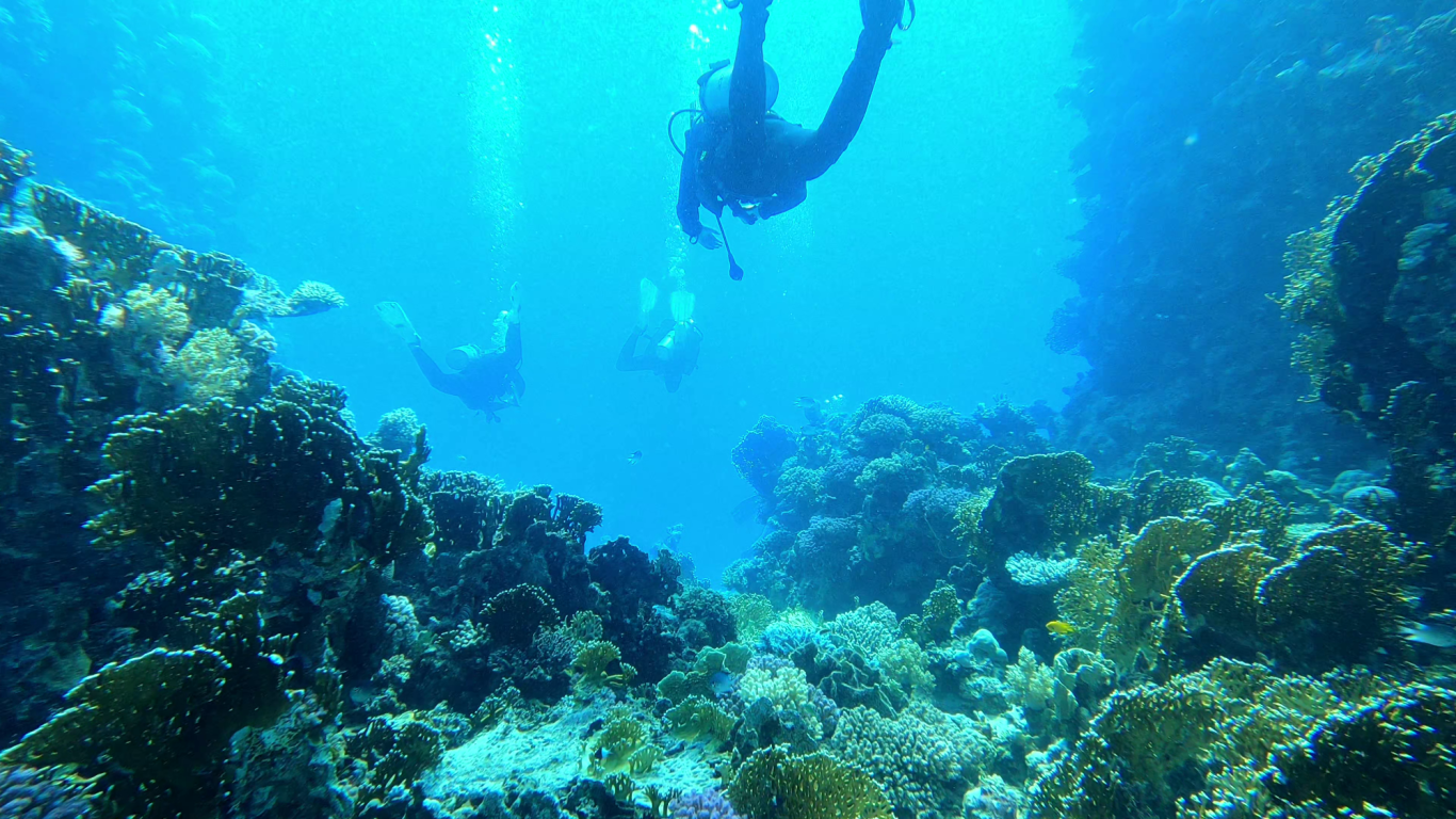 Tauchgang im Wadi Gimal Nationalpark