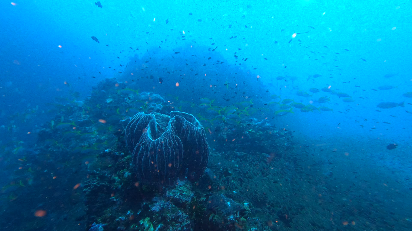 Großer Vasenschwamm (Xestospongia Testudinaria)
