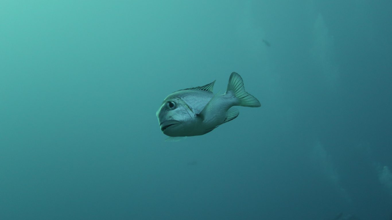 Großaugen-Straßenkehrer (Monotaxis grandoculis)
