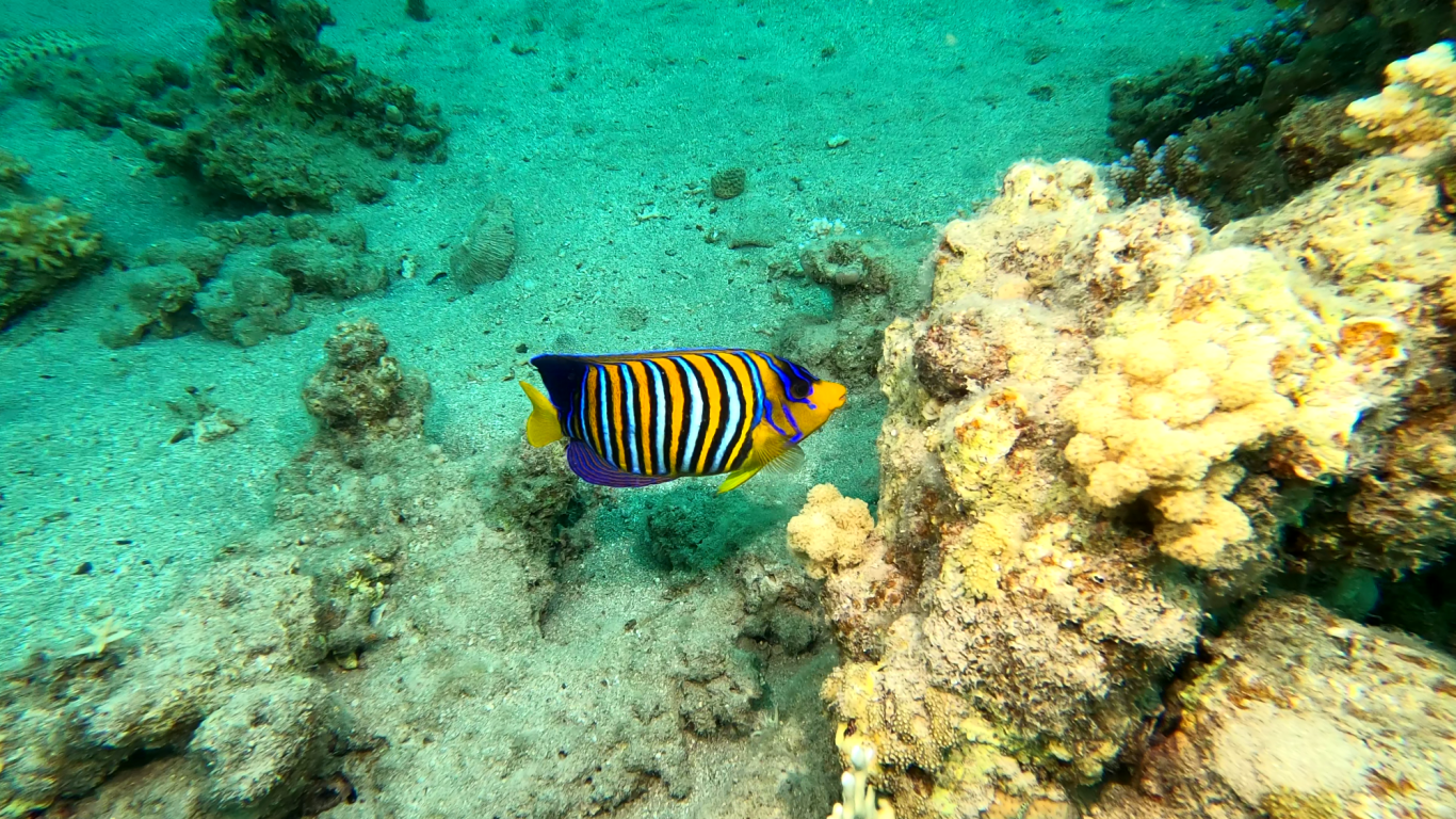 Pfauen-Kaiserfisch (Pygoplites diacanthus)