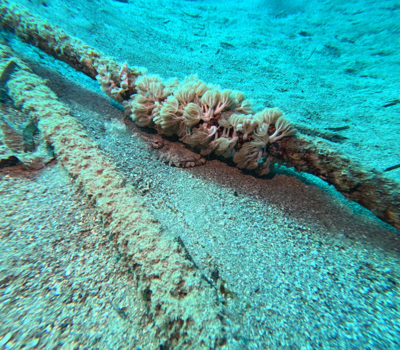 Krokodilfisch im Versteck