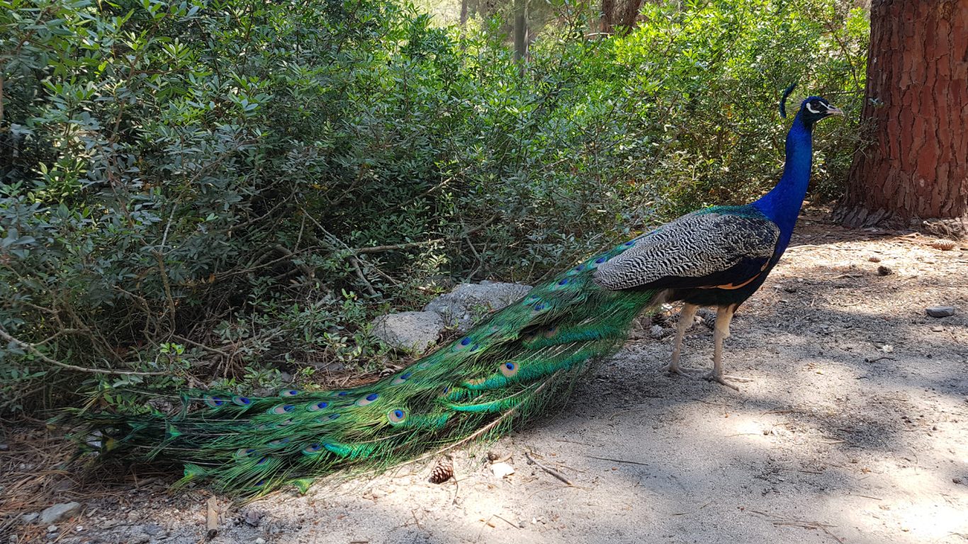 Pfau im Plaka Forest