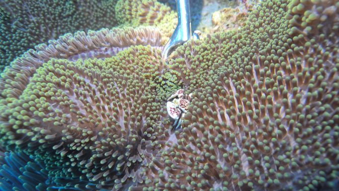 Neopetrolisthes maculatus