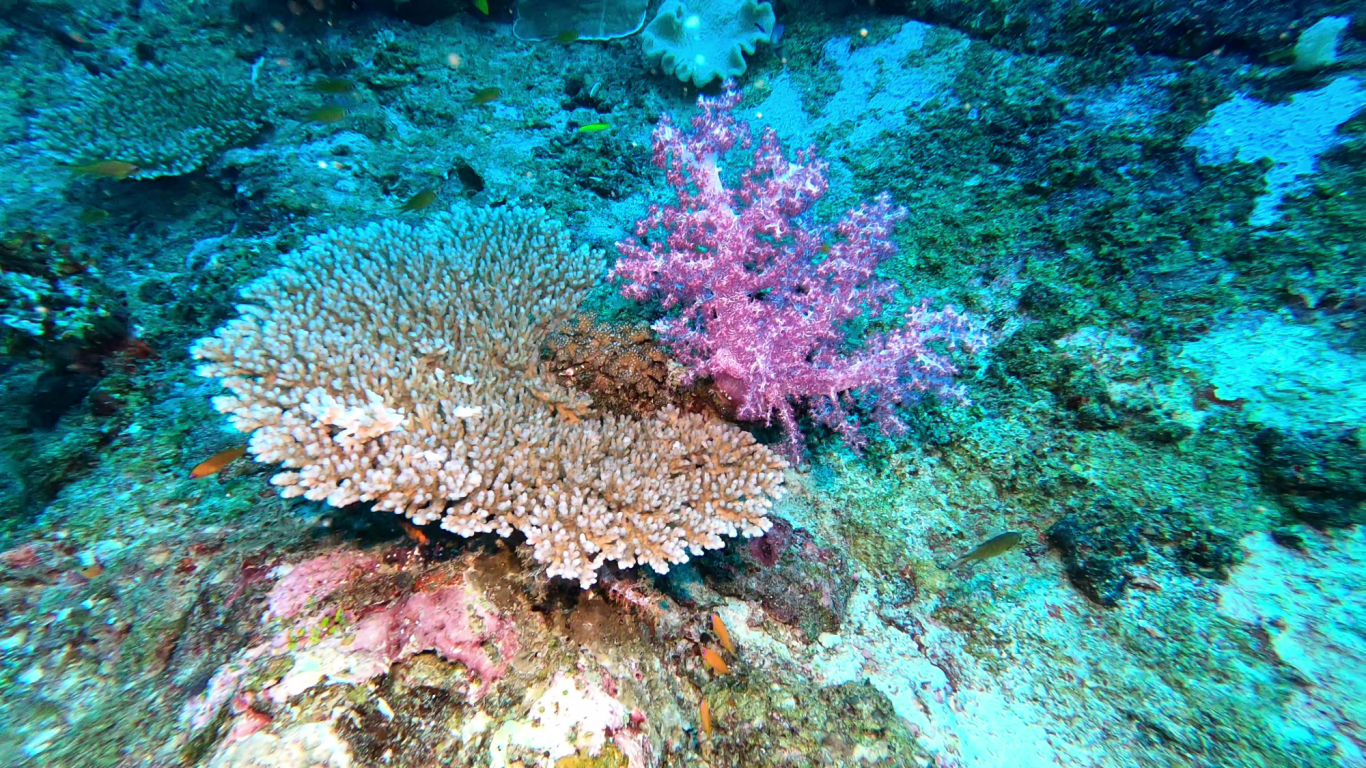 Hart- und Weichkoralle