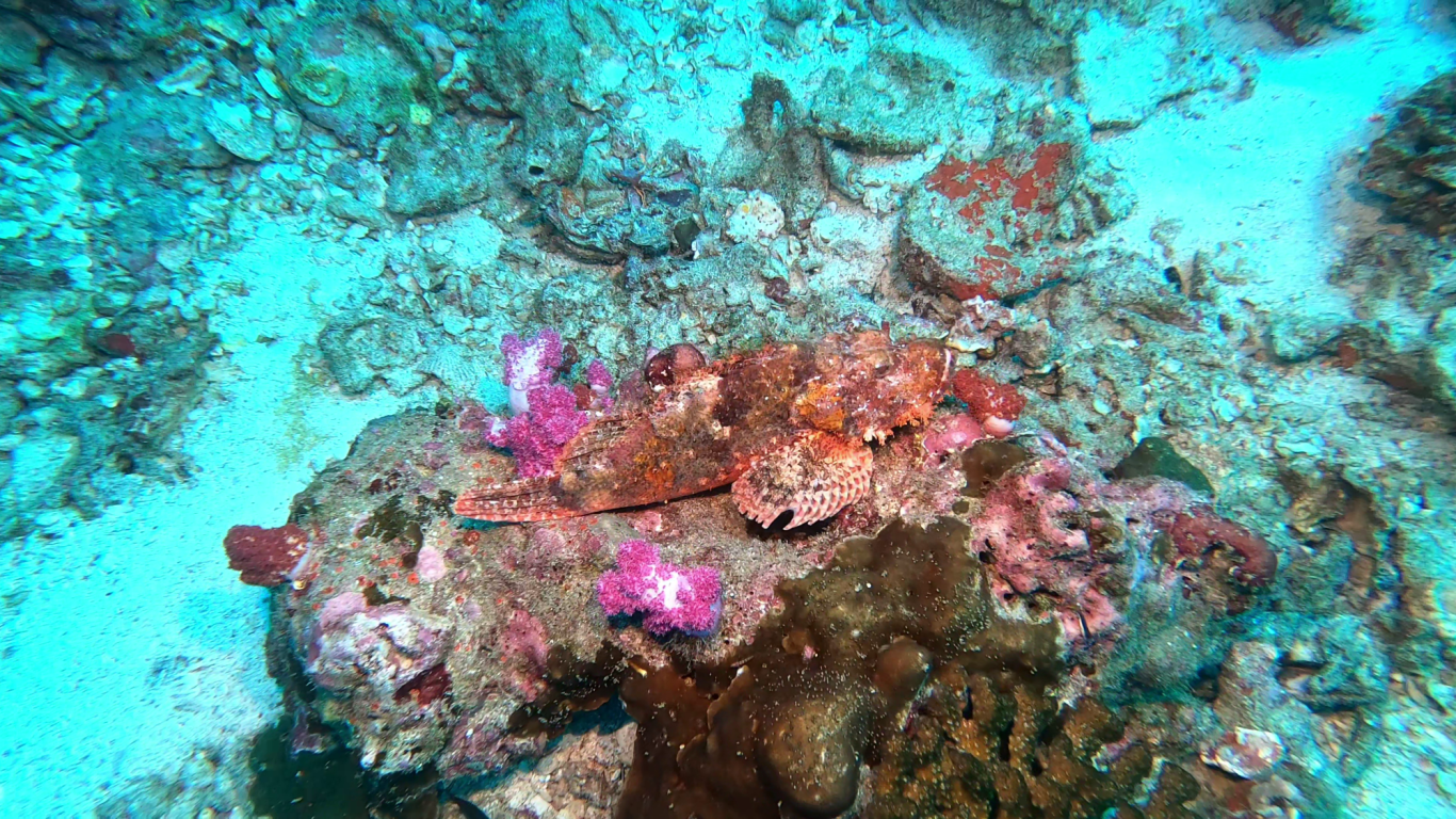 Bärtiger Drachenkopf (Scorpaenopsis oxycephala)